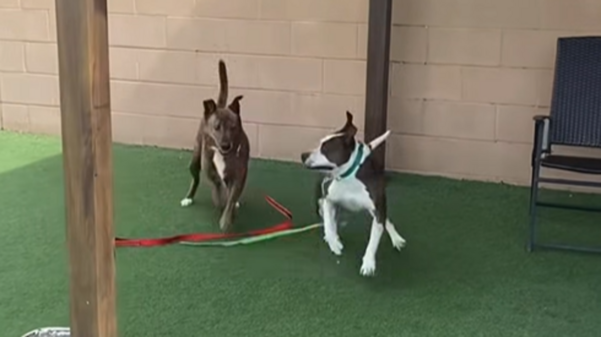 Lizzy and Candy Corn have “become best buds” while waiting for their new homes.