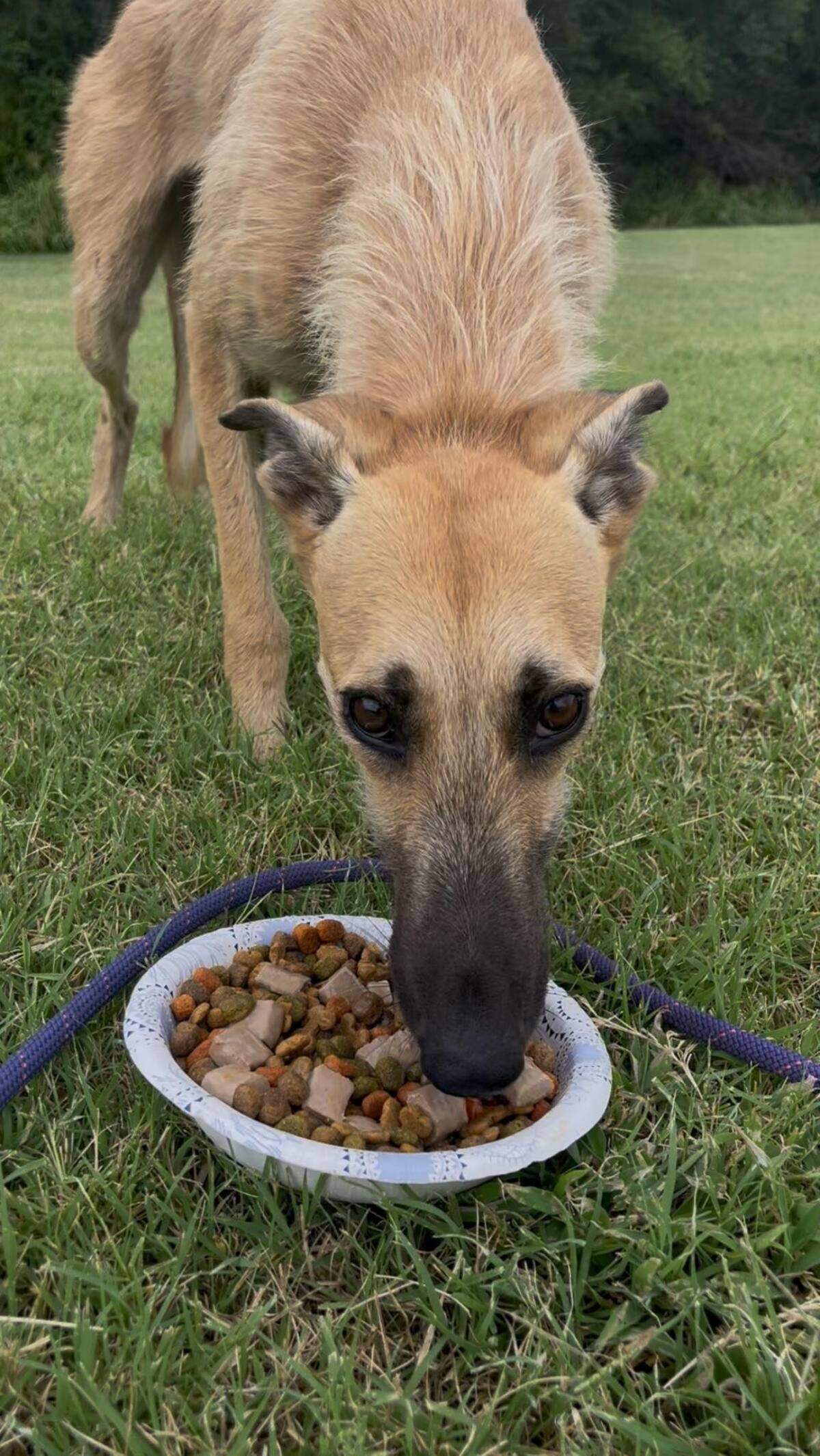 Wade was missing for nearly two years before Arkansas City Animal Control Officer Erica Petry reunited the greyhound with her family.