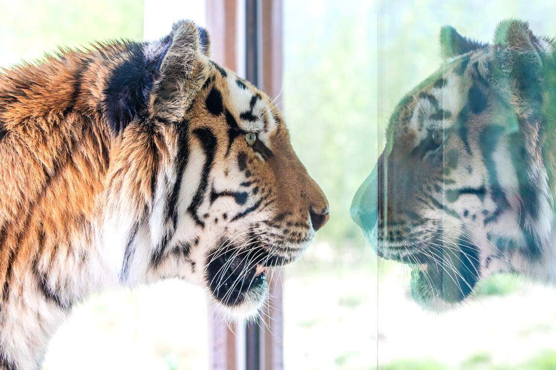 Talali had been with the Sedgwick County Zoo since its tiger exhibit opened in 2009.