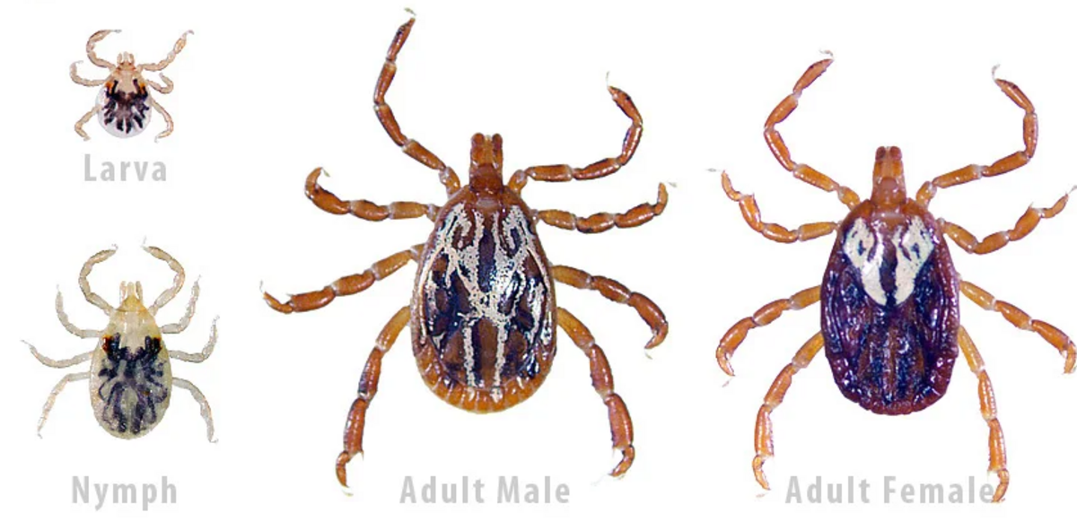 Gulf Coast tick.