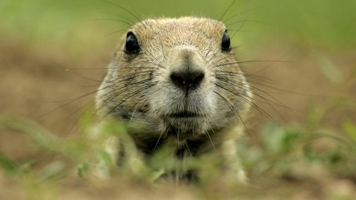 Prairie dogs