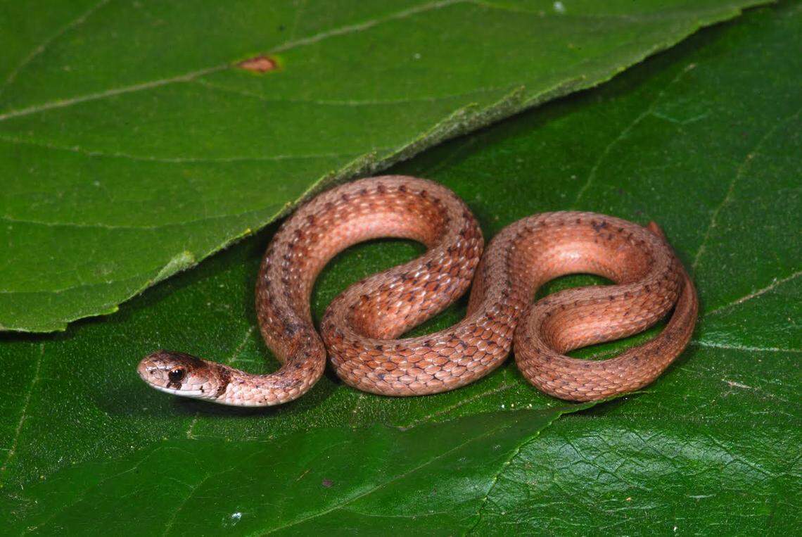 The Texas Brown snake