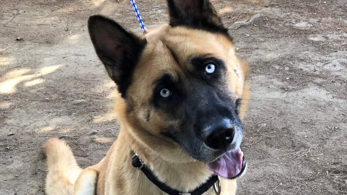 The city’s family dog party scheduled for Saturday is canceled