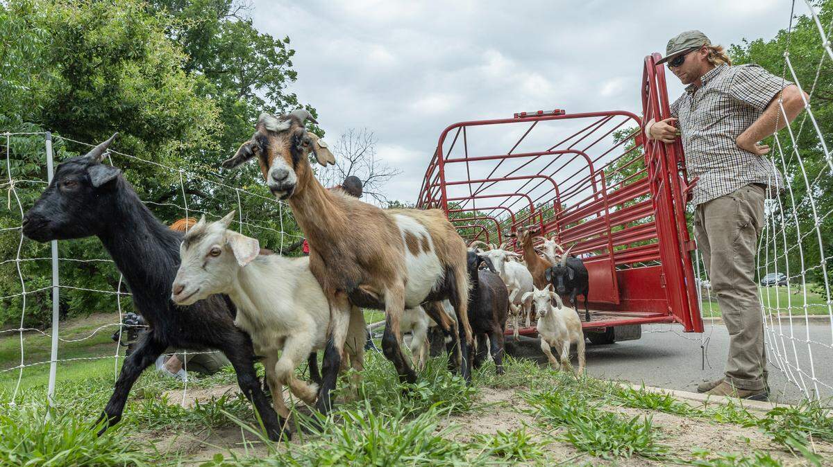 Newton said it violated its ordinance when maintenance used goats to clear out weeds on city-owned industrial land. The goats are being removed. This photo shows goats the city of Wichita used last year to remove weeds in Sim Park.