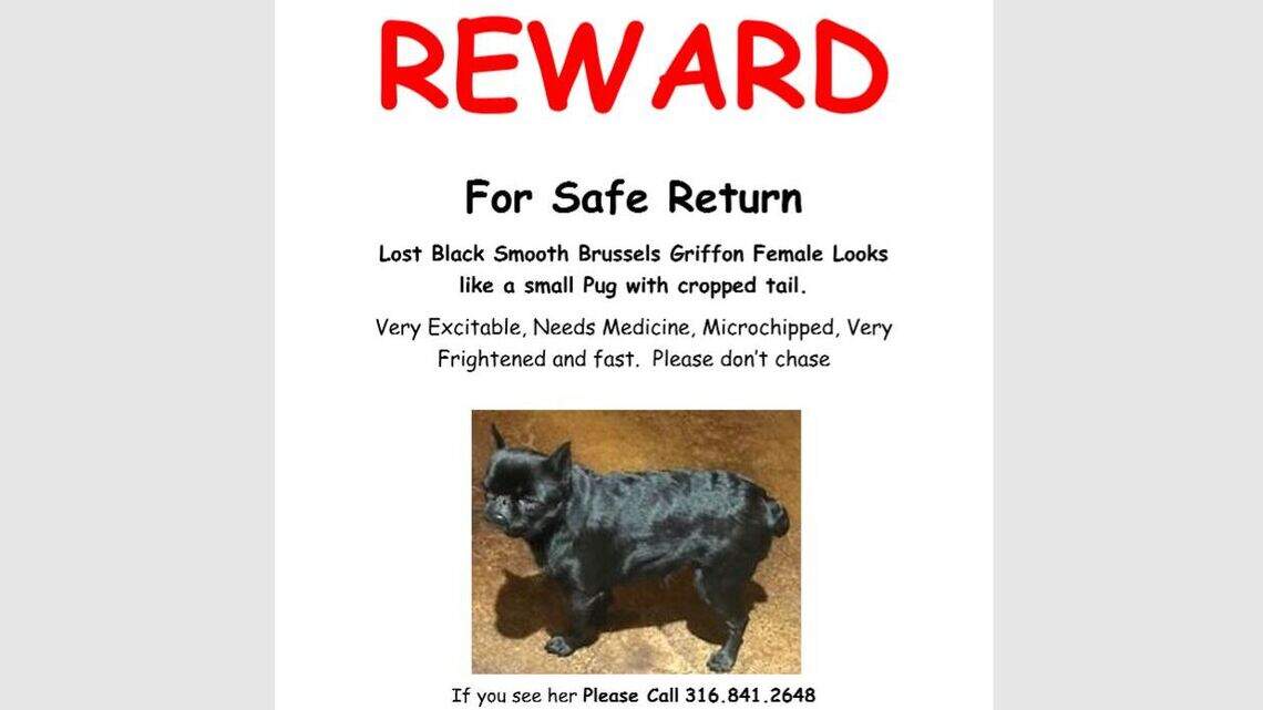 Have you seen this dog? She went missing at the Sunflower Cluster dog show in Wichita