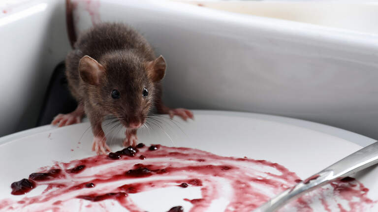 ‘Pink & black substance’ in ice, mouse poop on plates at Wichita KS restaurants