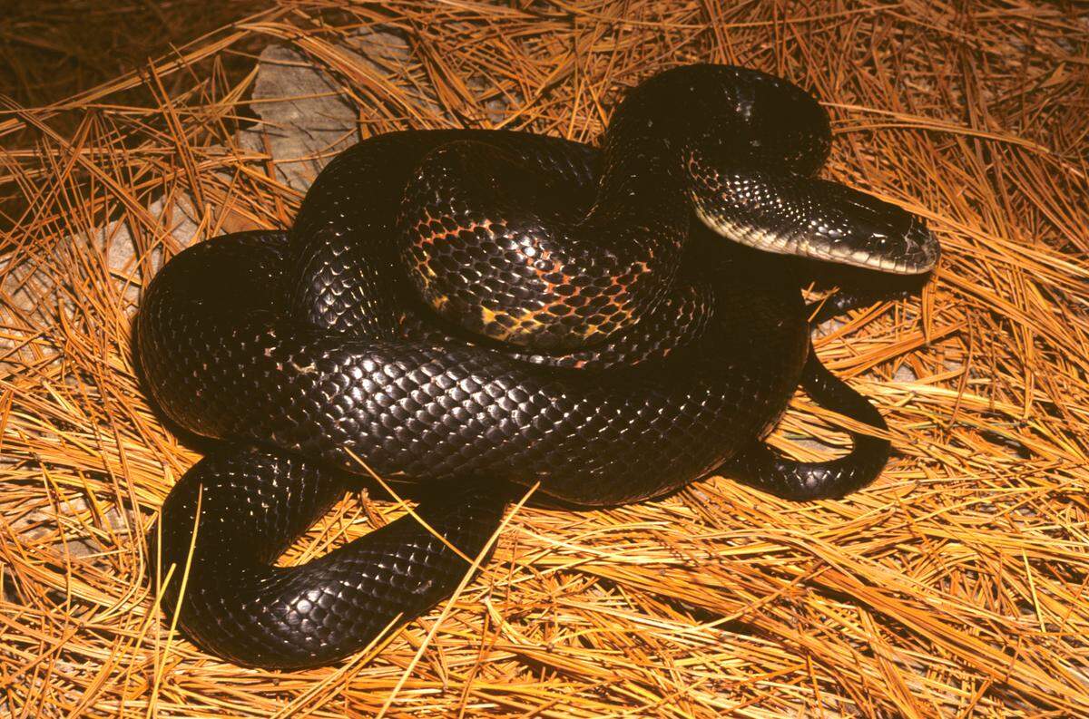 The Western Ratsnake.