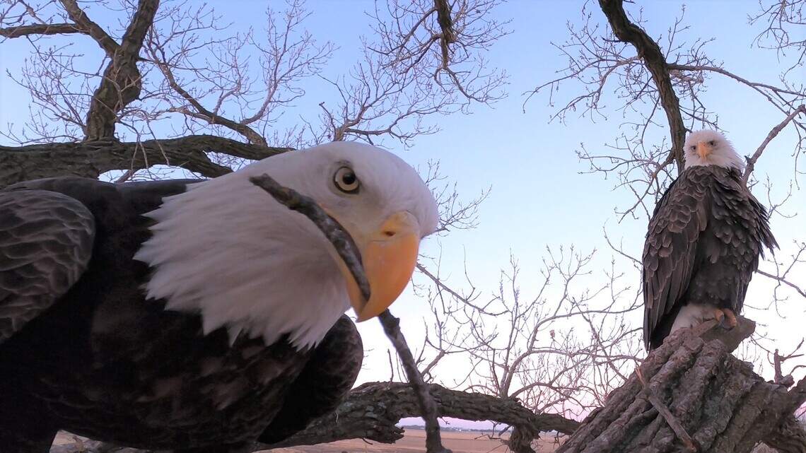 Views from above: Kansas farmer sets up livestream over bald eagle roost