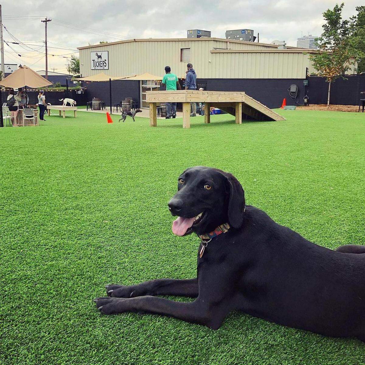 Pictured is the play yard at Tucker’s Tap Yard in Winston-Salem, North Carolina, a business that Wichita entrepreneur Kris Withrow is using as a model for his planned Barks & Brews.