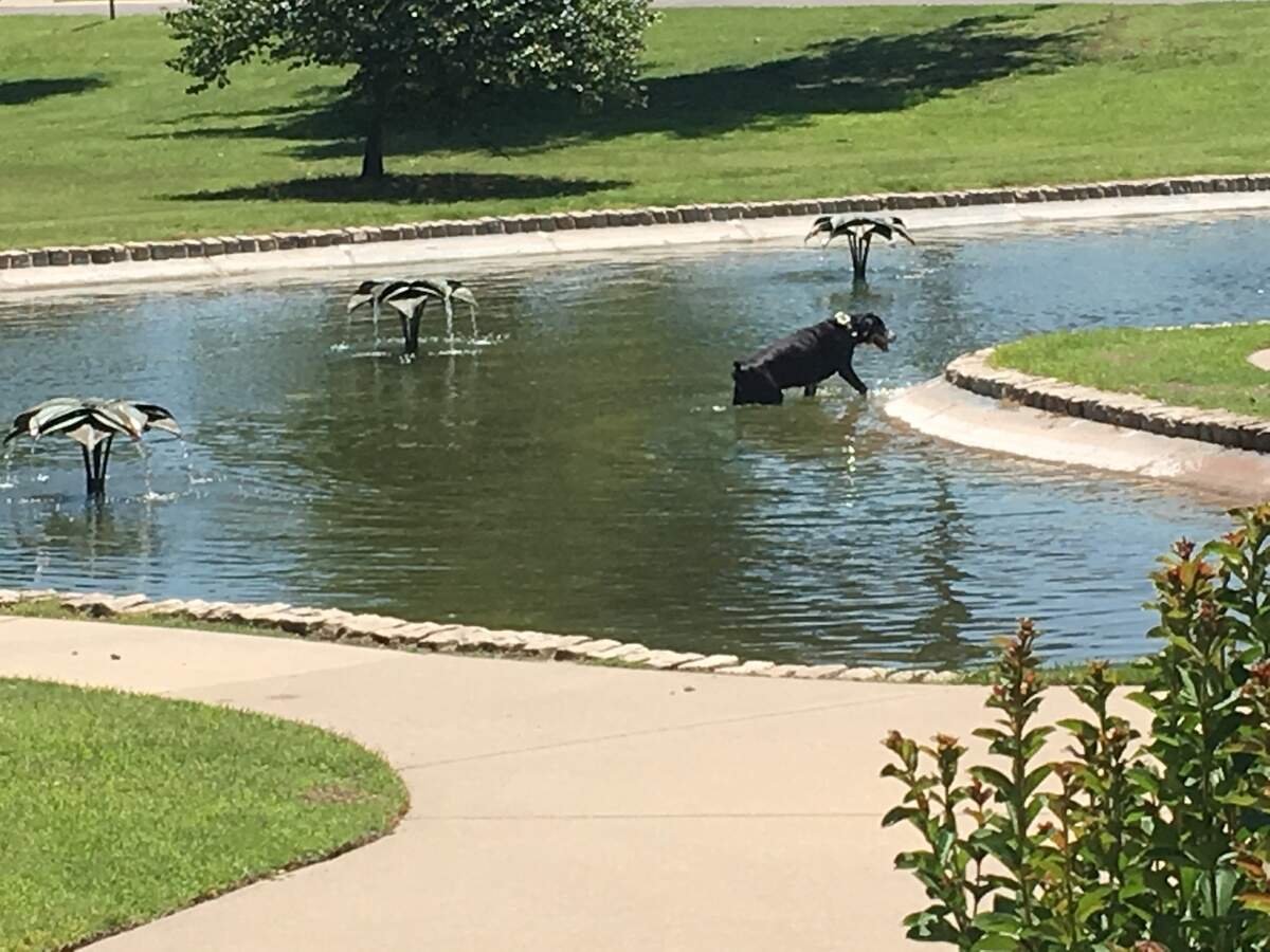 The pond and flower fountains by Park Villa have been enjoyed by everyone from people to dogs and ducks and tadpoles that grow into frogs each spring.