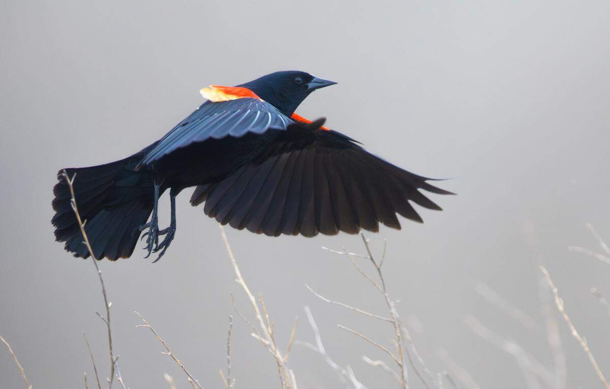 Cheyenne Bottoms is a major bird migration sanctuary in central Kansas.