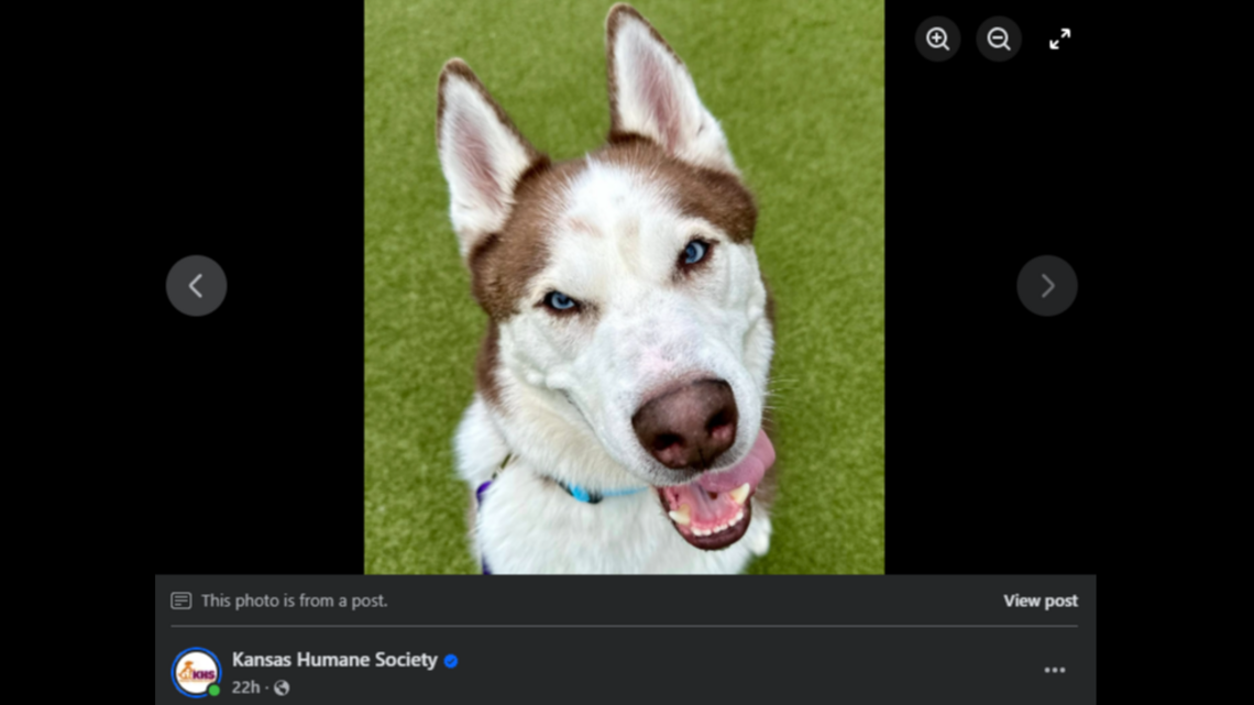 Dog returned to Wichita shelter after drunken driver hit fence. He needs new home