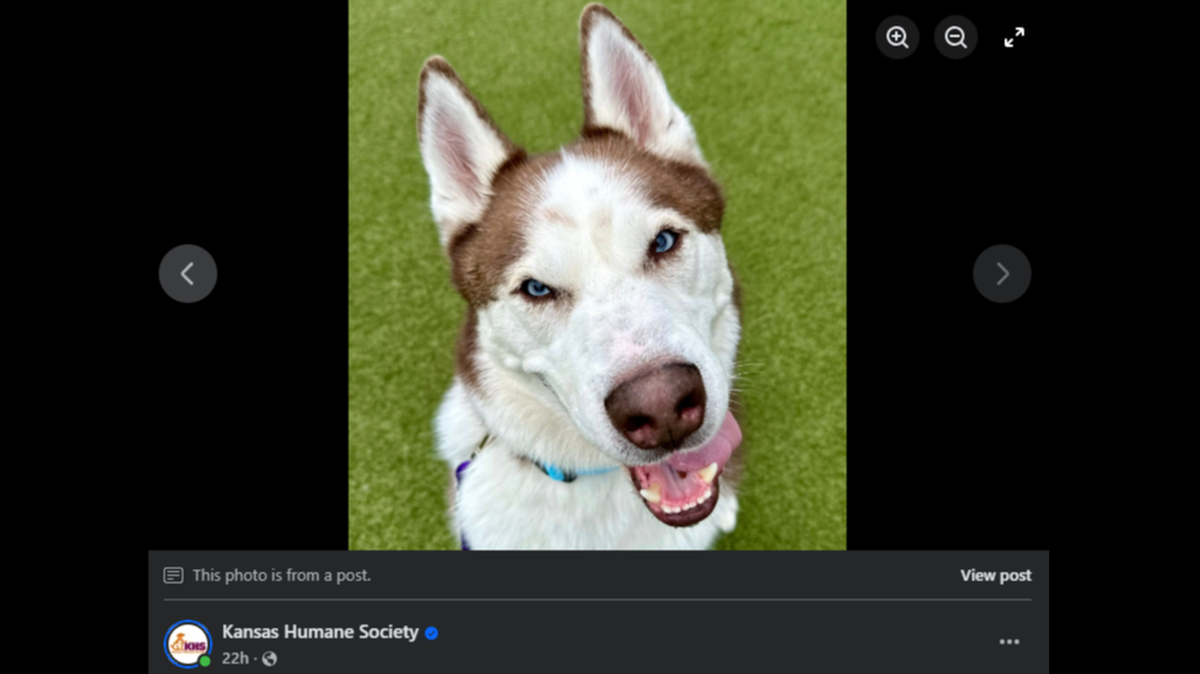Wolfie needs a new home. He’s available for adoption at Kansas Humane Society. 
