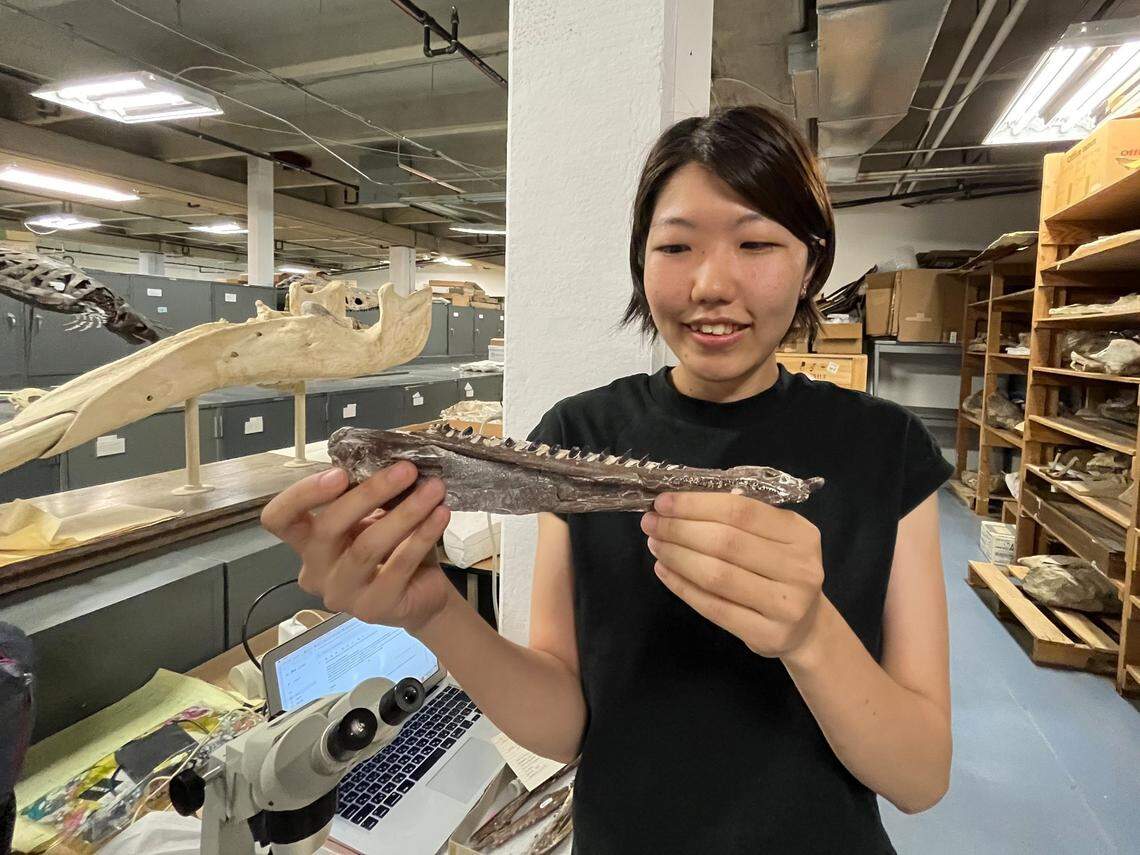Researcher Mori Chida traveled to Hays from the University of Alberta in Canada specifically to study the Sternberg Museum’s abundance of marine fossils, such as this fish jaw.