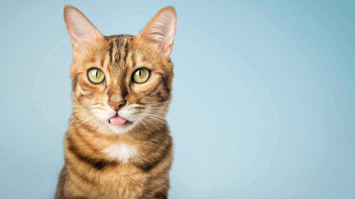 The Wichita Cat Show will will feature cats to pet, cats to cheer on and lots of shopping options for cat lovers.