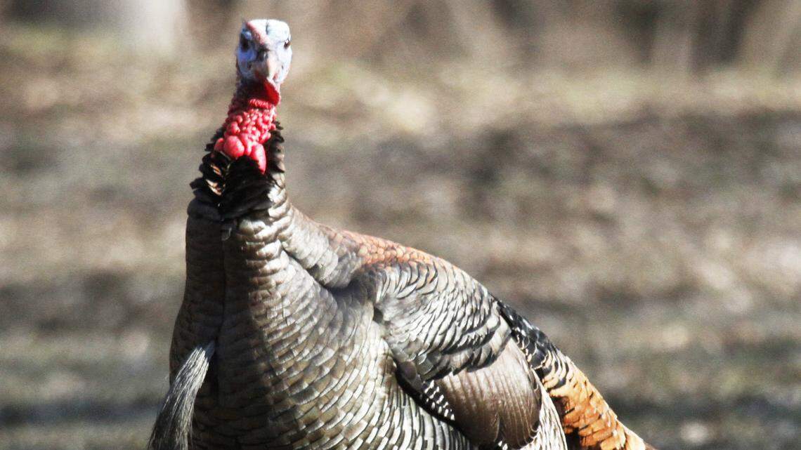 A mature wild turkey tom, with a long beard on its chest and spurs on its legs.