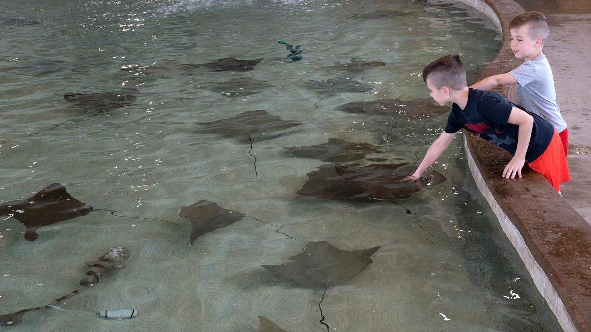Max and Miles McCulley pet stingrays at Stingray Cove at the Sedgwick County Zoo. The exhibit opens to the public on April 15 and is the zoo’s first “aquatic touch experience.” Visitors can gently touch and feed the stingrays and touch the small sharks. It’s an additional $4 for members and $5 for non-members to visit the attraction and an extra $2 for the feeding experience. (April 12, 2022)