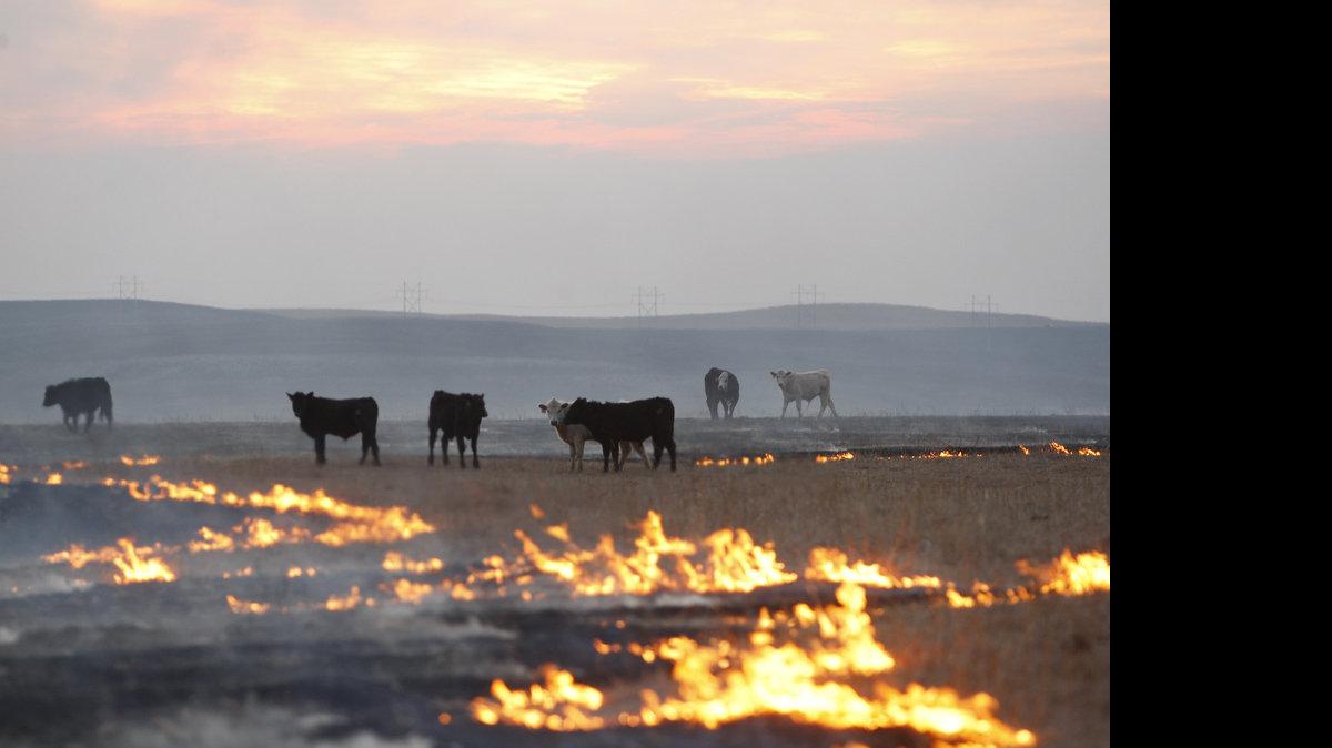 Flint Hills rancher Bobbie Hammond sets fire to thousands of acres in the Flint Hills with no more than a match a little gas and her ATV. Hammond manages 30,000 acres as was in the middle of her annual burn this past week.  Cattle look confused in the smoke and flames but move out of the way quickly and are unharmed by the fires.