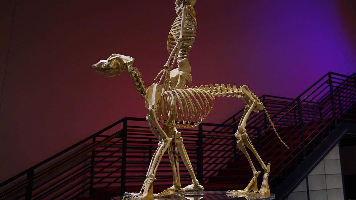 Exploration Place’s new summer exhibit, Dogs! A Science Tail opens May 27 and runs through Sept. 5. Guests will experience how dogs navigate by learning how they see and smell and bond with humans. (May 21, 2022)