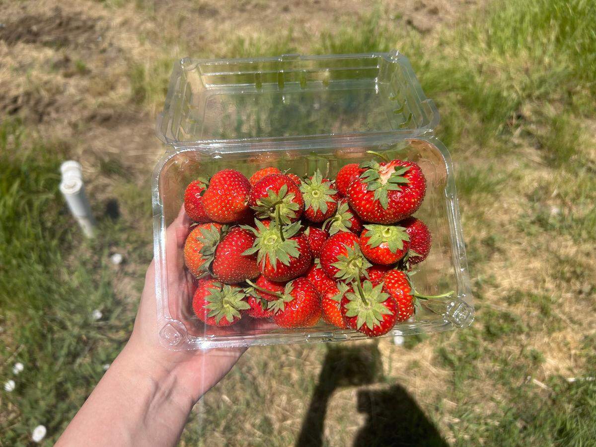 You can pick one container worth of strawberries at Meadowlark Farm in Rose Hill for a $7 and a $3.50 entry fee.