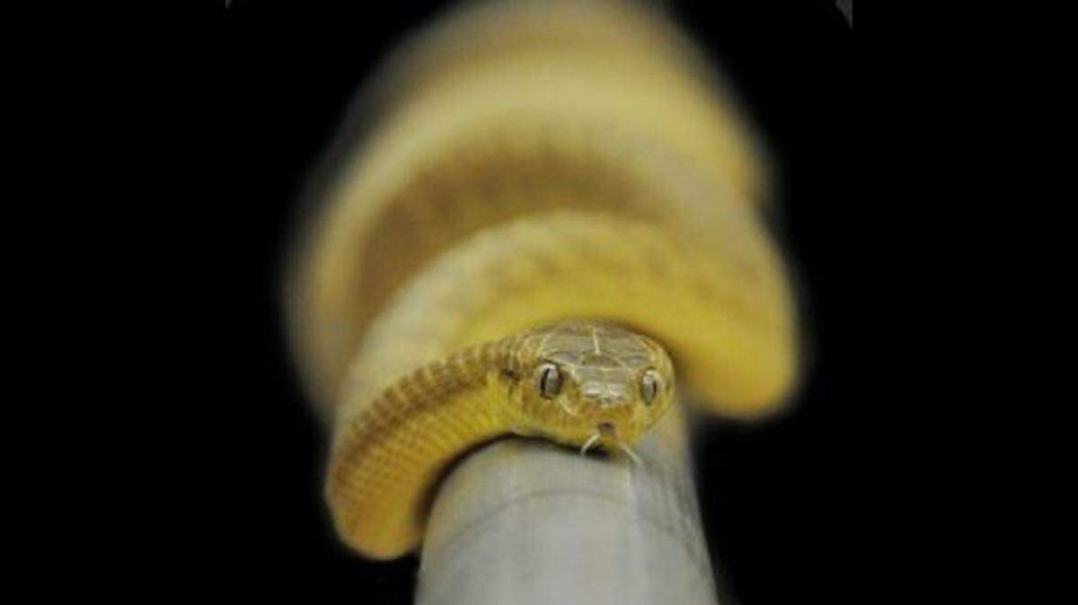 Brown tree snakes are known to be excellent climbers, but this latest discovery was a shocker, experts say.
