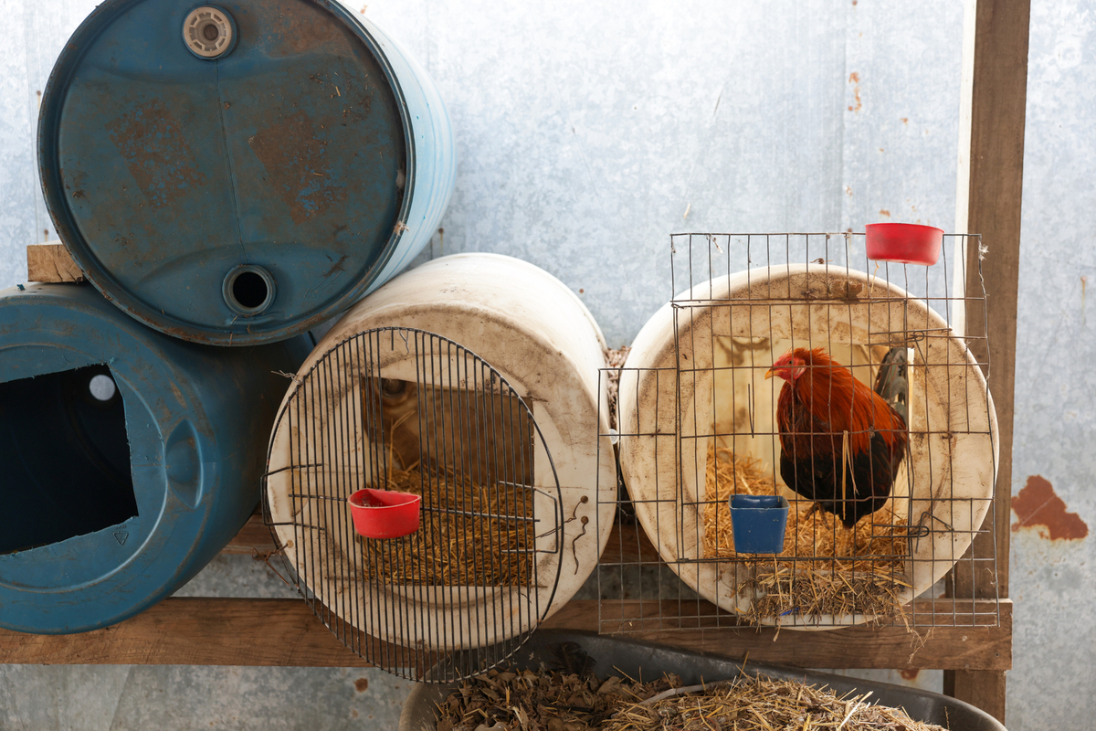More than 400 roosters and hens were found, including these, during a raid on a cockfighting operation in Mulvane.