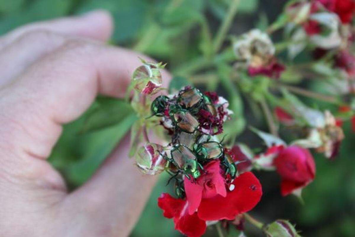 Japanese beetles on a rose flower.