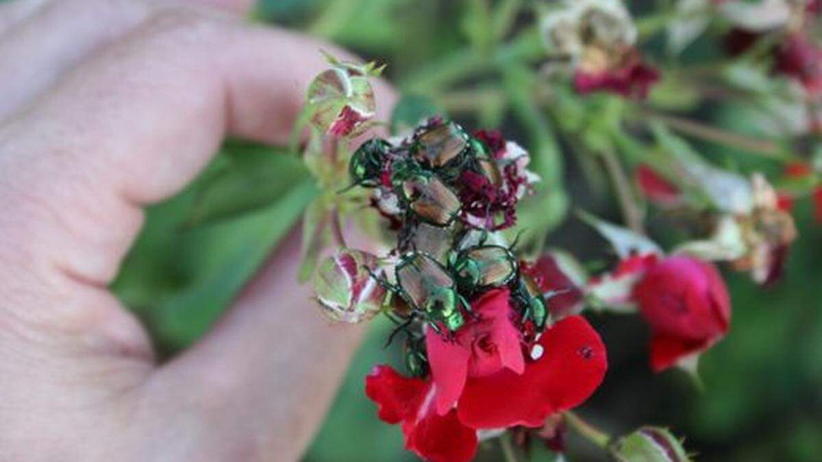 Japanese beetles on a rose flower.