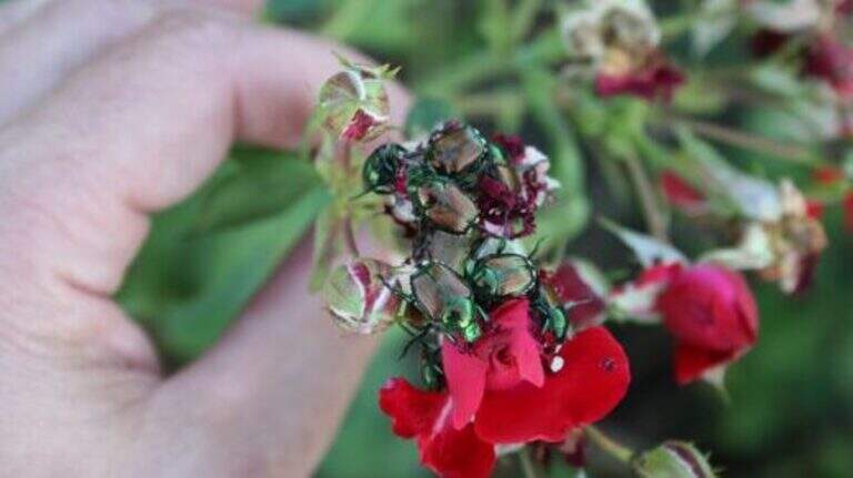 ‘Destructive’ Japanese beetles are active in Kansas. Here’s how to get rid of them