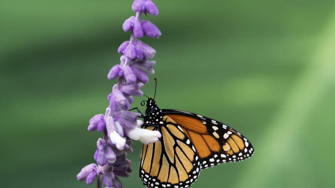Kansas is in the middle of monarch butterfly migration. How soon will they be gone?