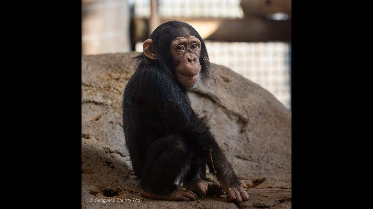 A picture of Alizeti, who underwent surgery recently after an altercation with another chimpanzee at Sedgwick County Zoo.