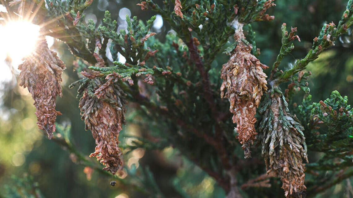 Bagworms are active in Kansas and feeding on your trees, roses. How to stop them