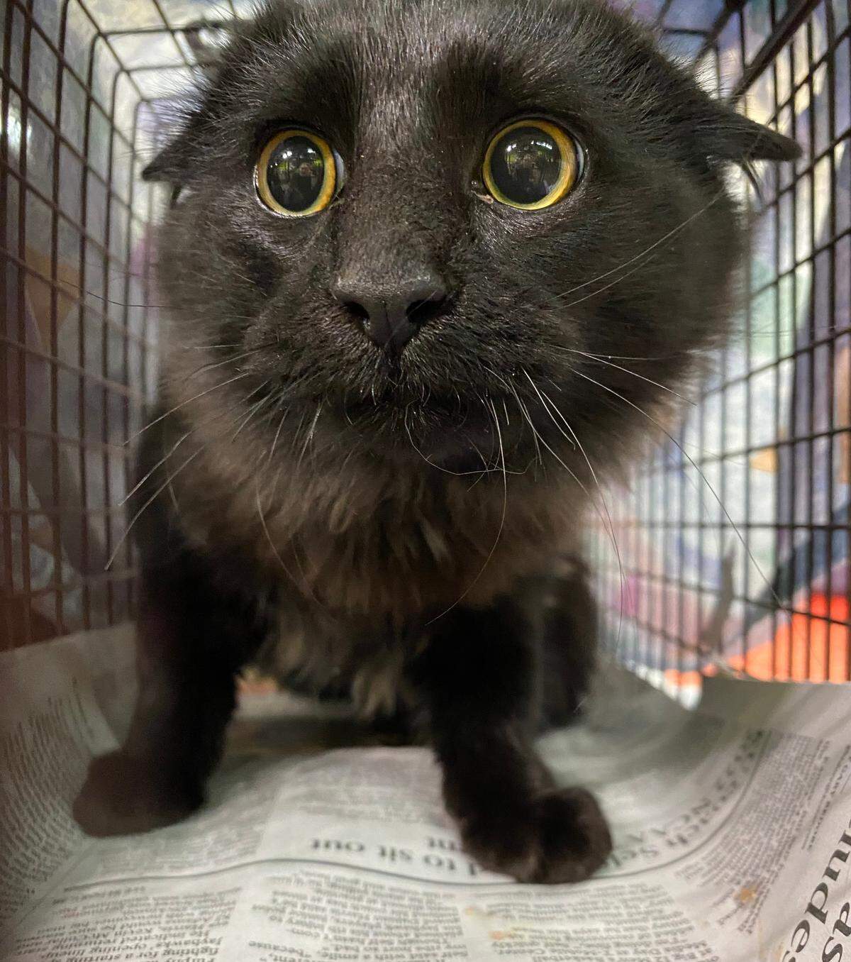 A mother isn’t supposed to play favorites, but I admit sweet and cuddly Essie was my favorite. I almost can’t bear to look at this photo of her as she was being taken to be spayed.
