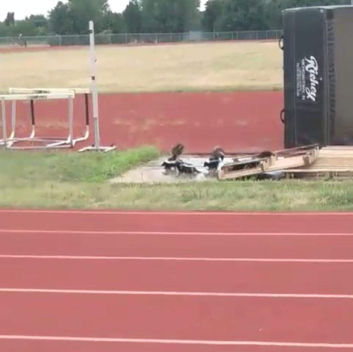 Pictured is a group skunks on top of a wooden pallet sitting in the Newton High School track field.