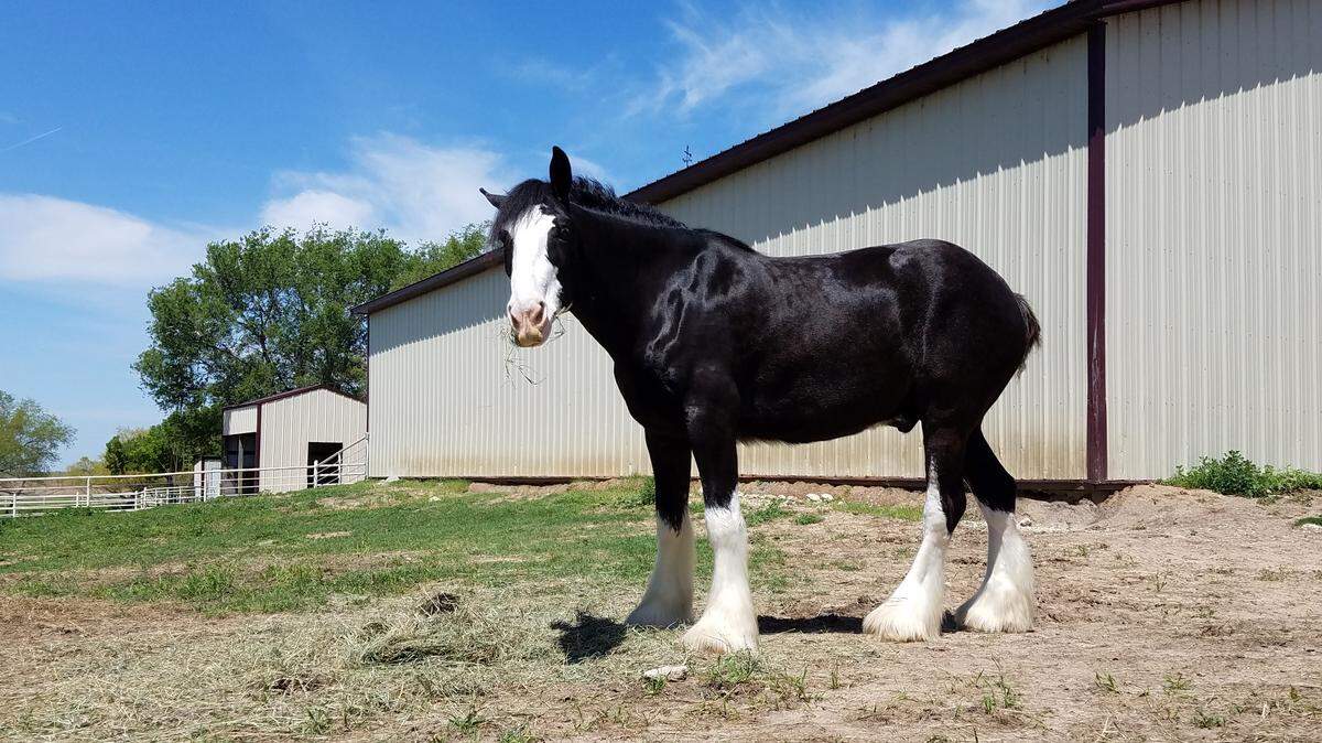 The Wichita Police Foundation is raising $20,000 to buy a Clydesdale horse and tack for the mounted unit.