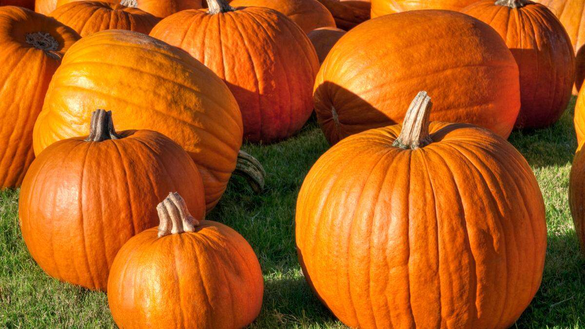 Pumpkin patch picking makes for the perfect fall family activity.