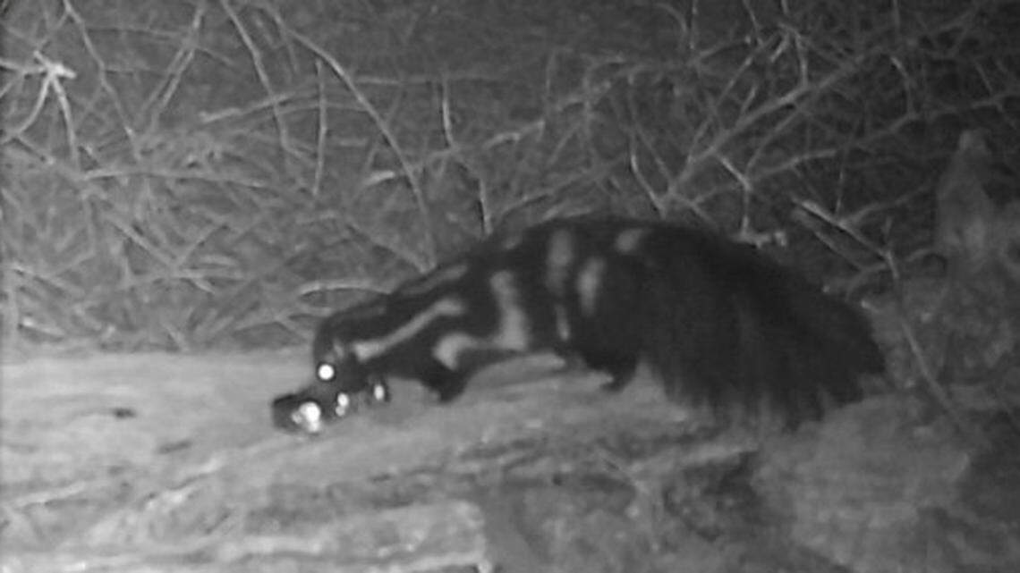 Biologists in Kansas got lucky this week with the help of a salty snack this rare, threatened critter just couldn’t resist.