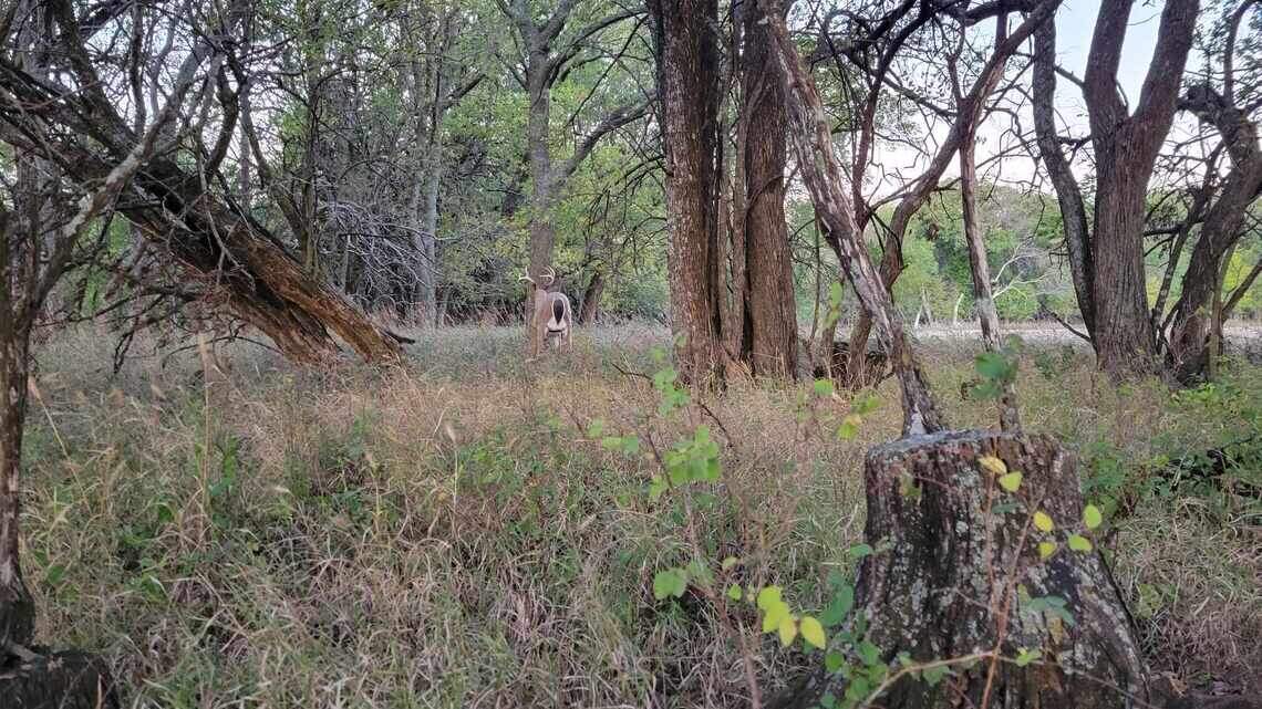 As we head into fall in Kansas, it’s probably time to think about deer decoys