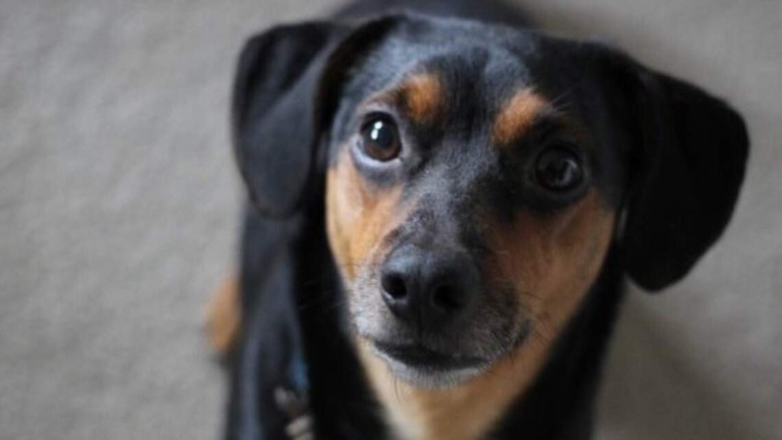 Fourth of July can be scary for furry friends. Here’s how to keep them safe.