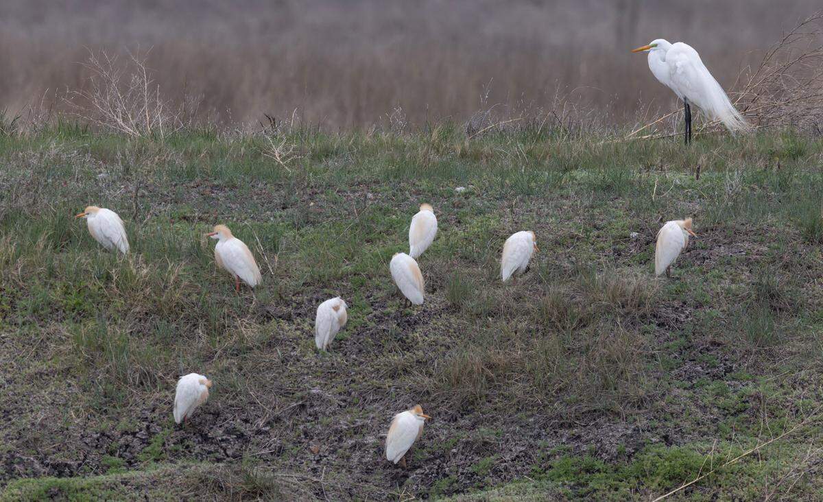 Cheyenne Bottoms is a major bird migration sanctuary in central Kansas.