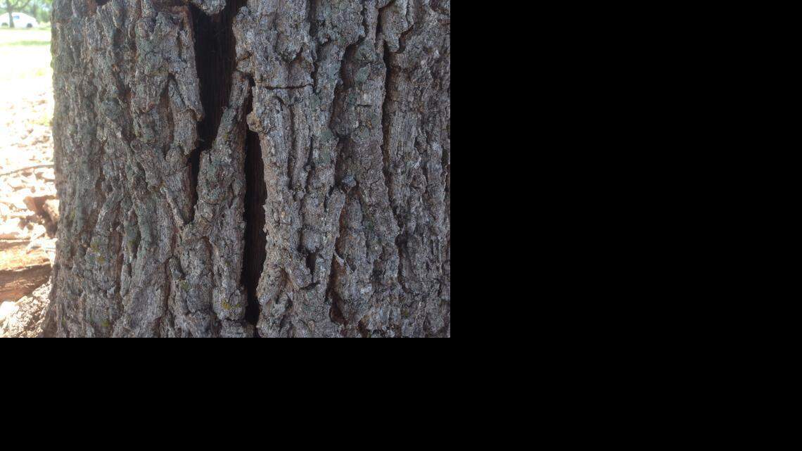 Vertical cracks at the base of the trunk has become a common problem for sawtooth oak trees in the Wichita area. 

