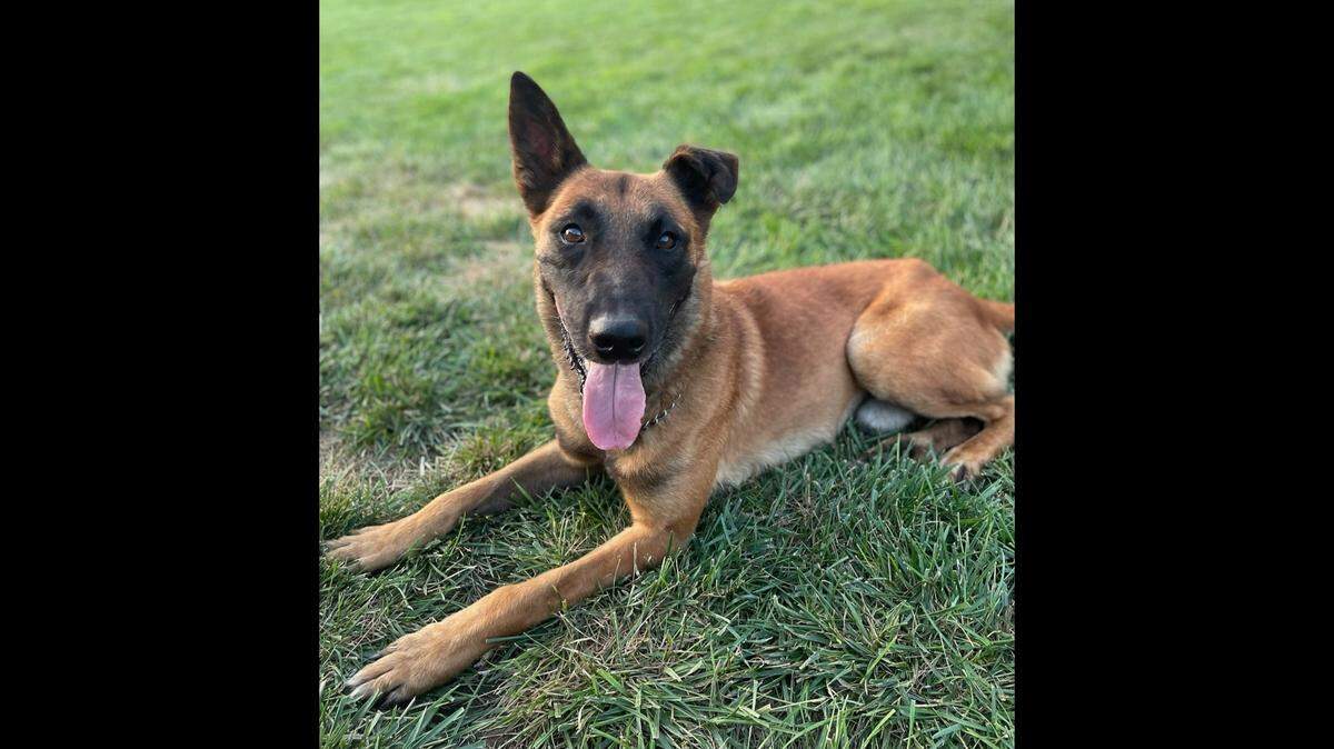 Wichita police posted this photo of K-9 Nash on Facebook in October 2022 after he helped catch a suspect in an armed robbery. Nash retired this month after more than seven years with the department.