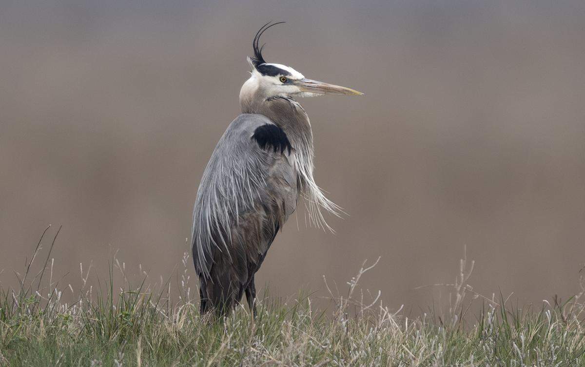 Cheyenne Bottoms is a major bird migration sanctuary in central Kansas.