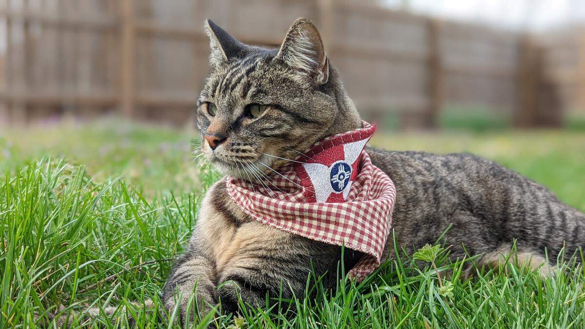 The late Snicker, who is the inspiration for the new Snick’s Cat Cafe coming to the Shops at Tallgrass.