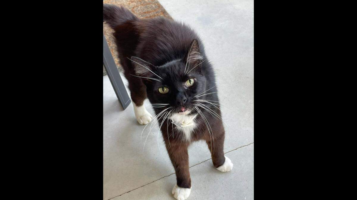 Carol Holmes of Wichita will be reunited with Bob, her long lost 10-year-old black and white Tuxedo cat who went missing from her east Wichita home 10 years ago.