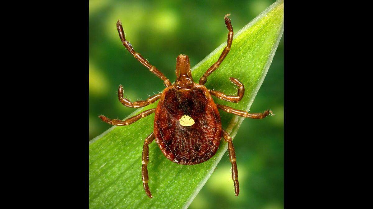 This photo provided by the U.S. Centers for Disease Control and Prevention shows a female Lone Star tick.