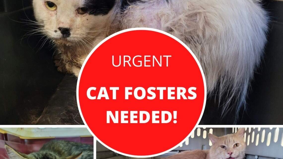 Humane Society in Wichita urgently needs foster homes in ‘large cat hoarding case’