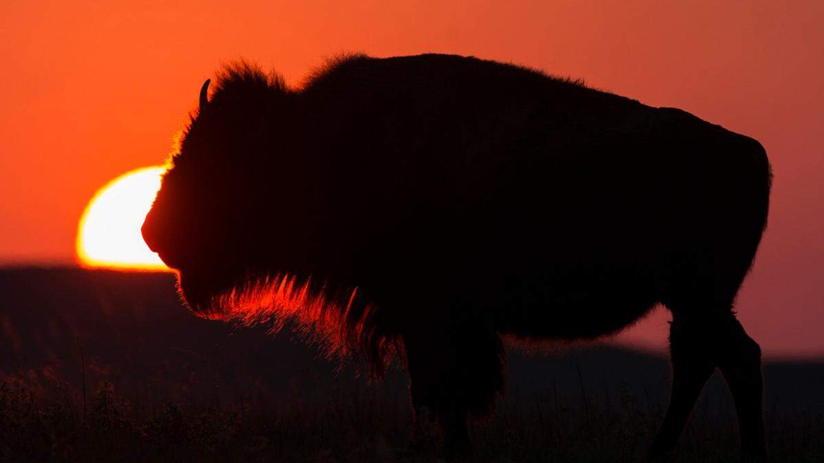 A bison at the Tallgrass Prairie National Preserve in 2015.