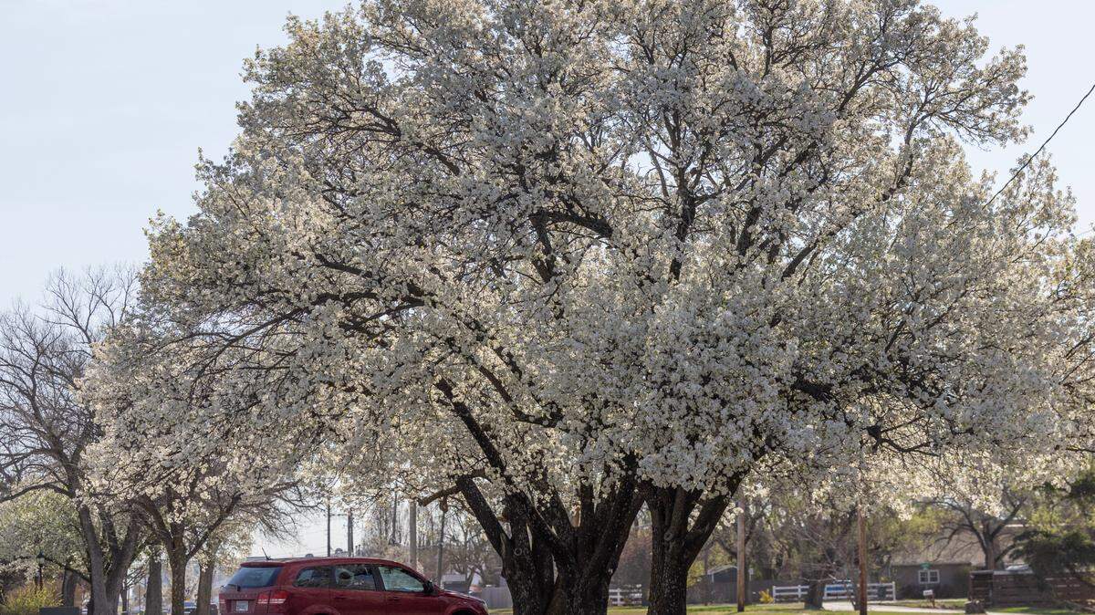 It’s almost time for Wichita’s Bradford pears to bloom, which could be bad news for allergy sufferers. 