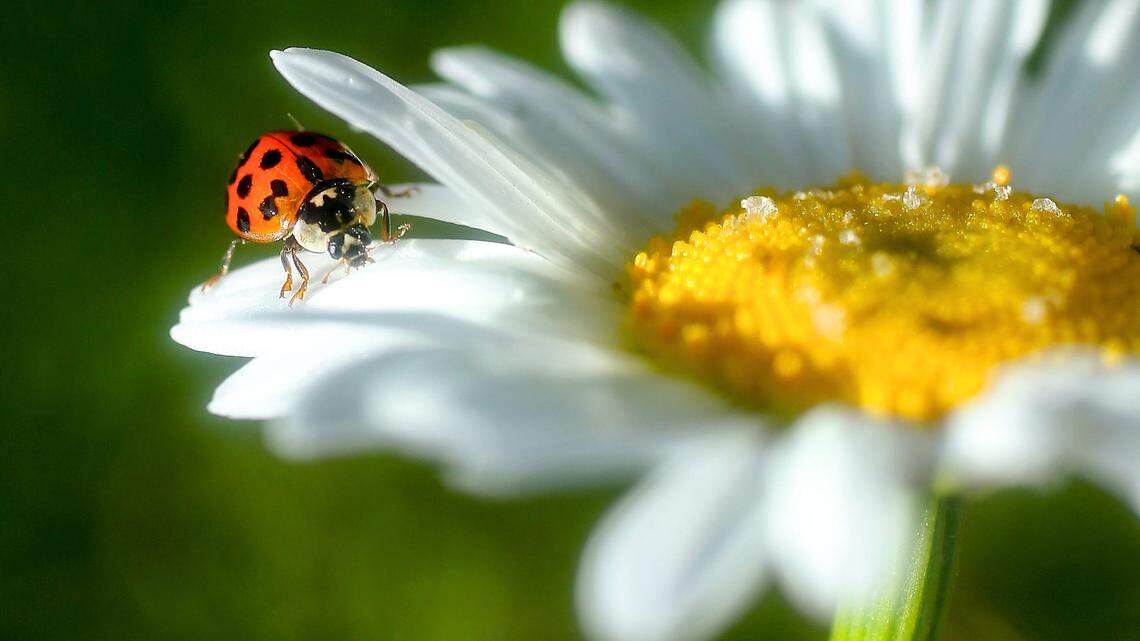 That’s not a ladybug creeping into your home. Watch out for this invasive bug in Wichita